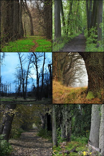 Парковые аллеи в русских усадьбах