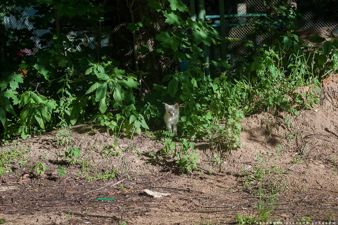 усадьба Отрада-Семеновское