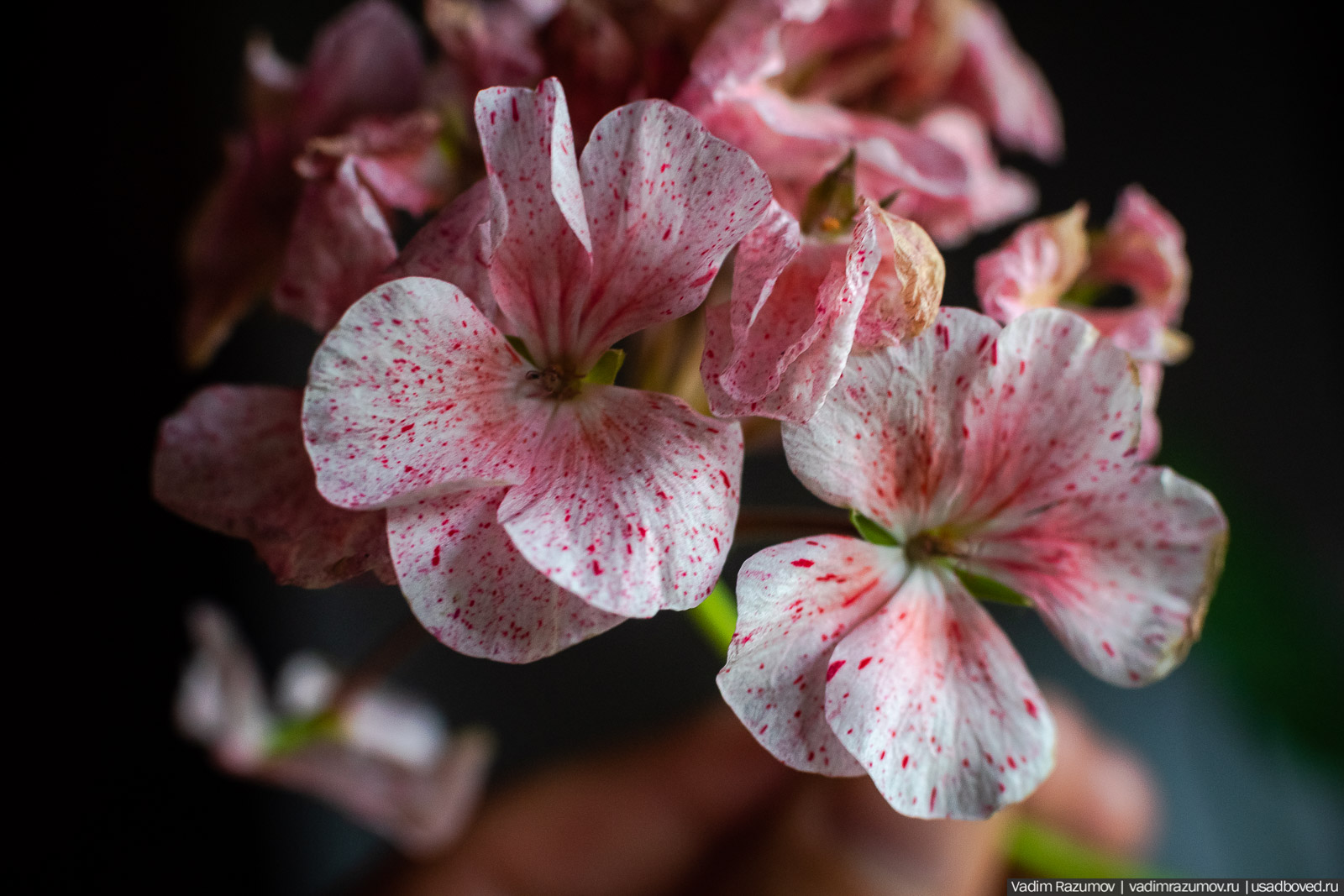 Пеларгония, герань, Вадим Разумов