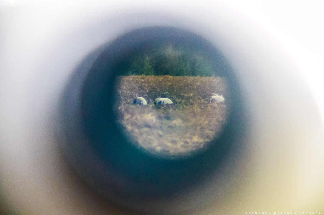 Экоэлектричка на родину журавлей в г. Талдом.