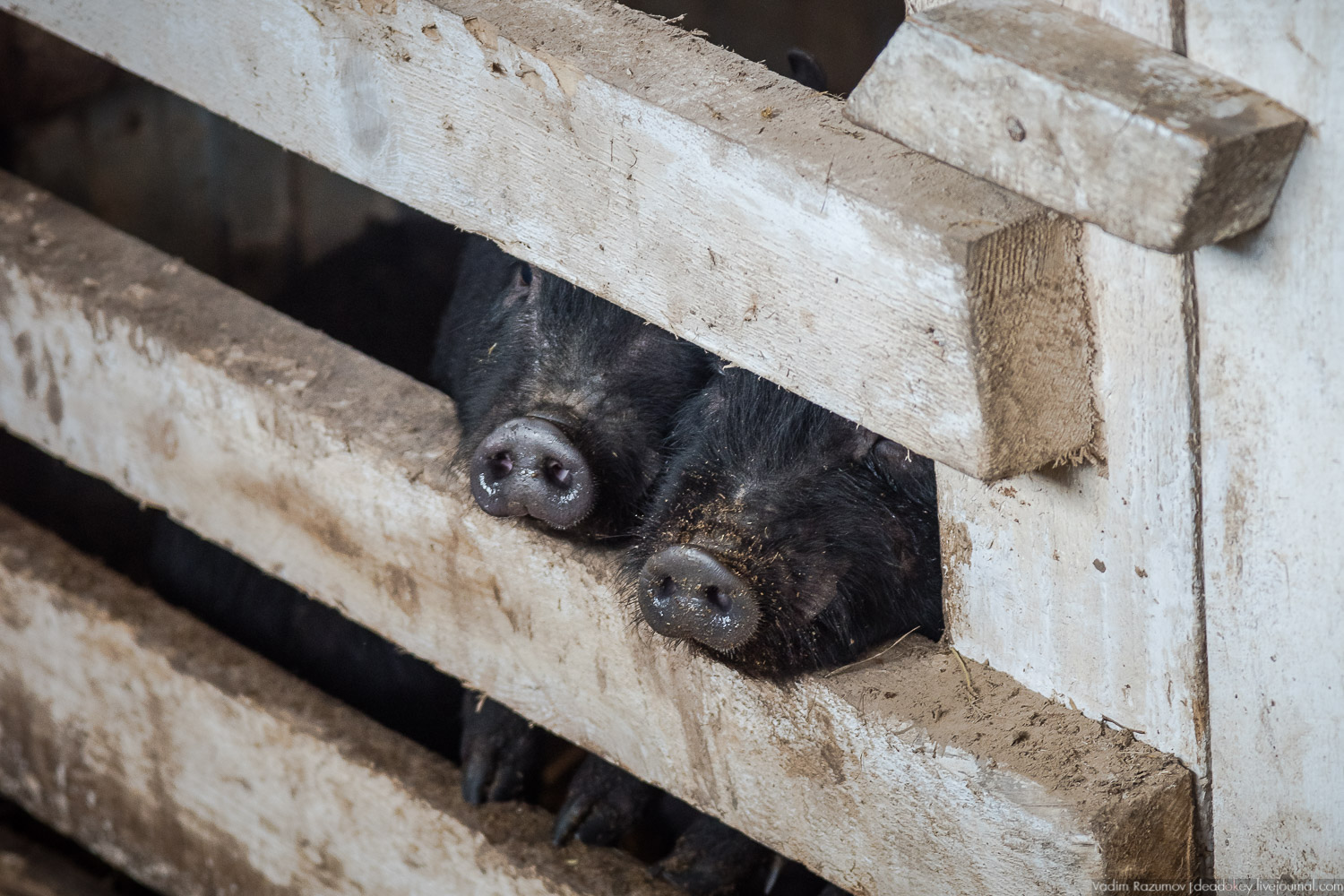Рузская Аляска, Рузский район Московской области, Экоэлектричка