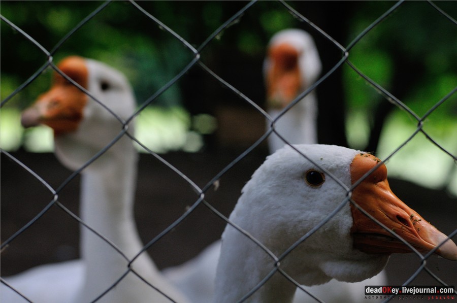 усадьба Глинки Якова Брюса (пансионат Монино)