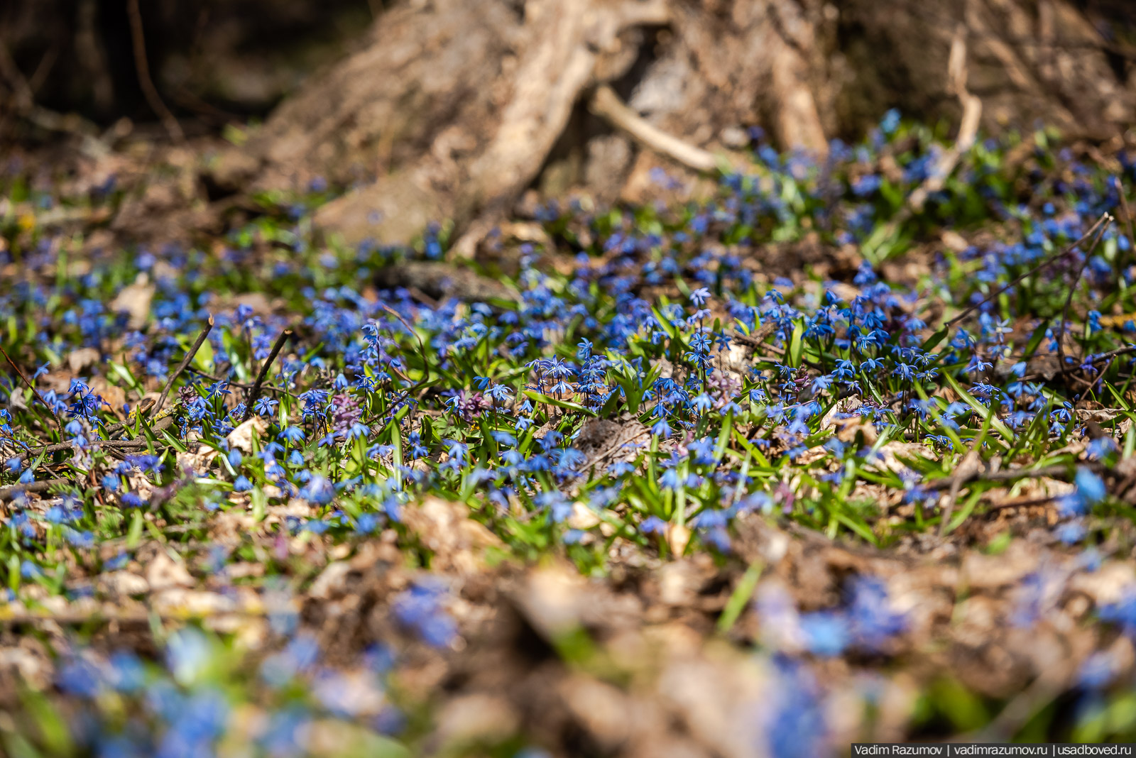 Пролески в усадьбе Репец, Задонский район, Липецкая область