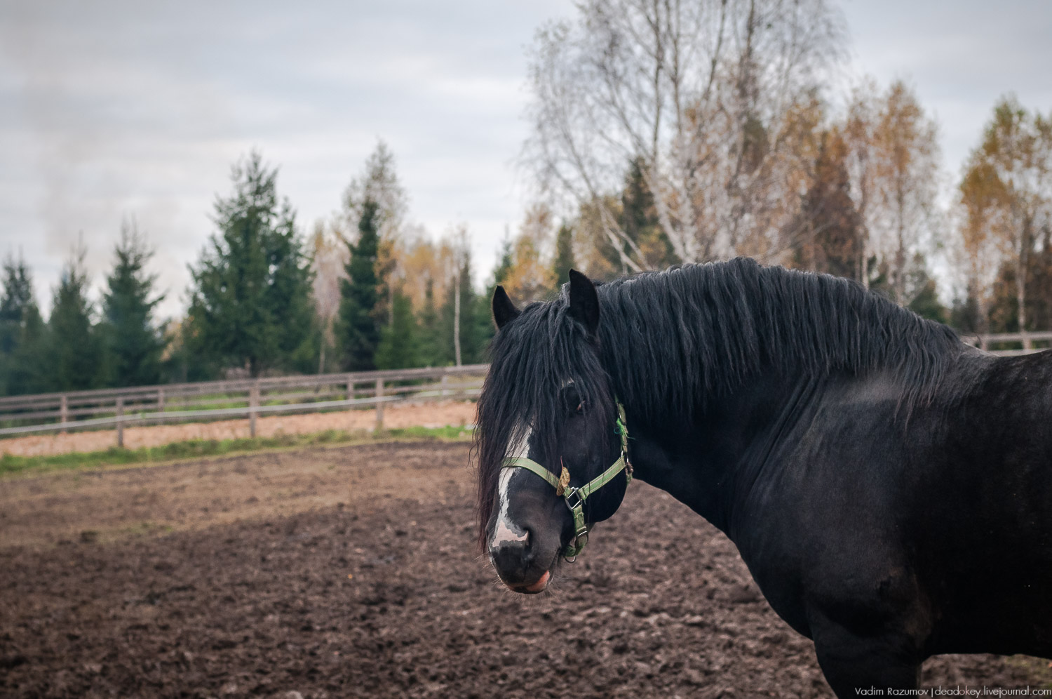усадьба Шахматово А.А. Блока, Солнечногорский район