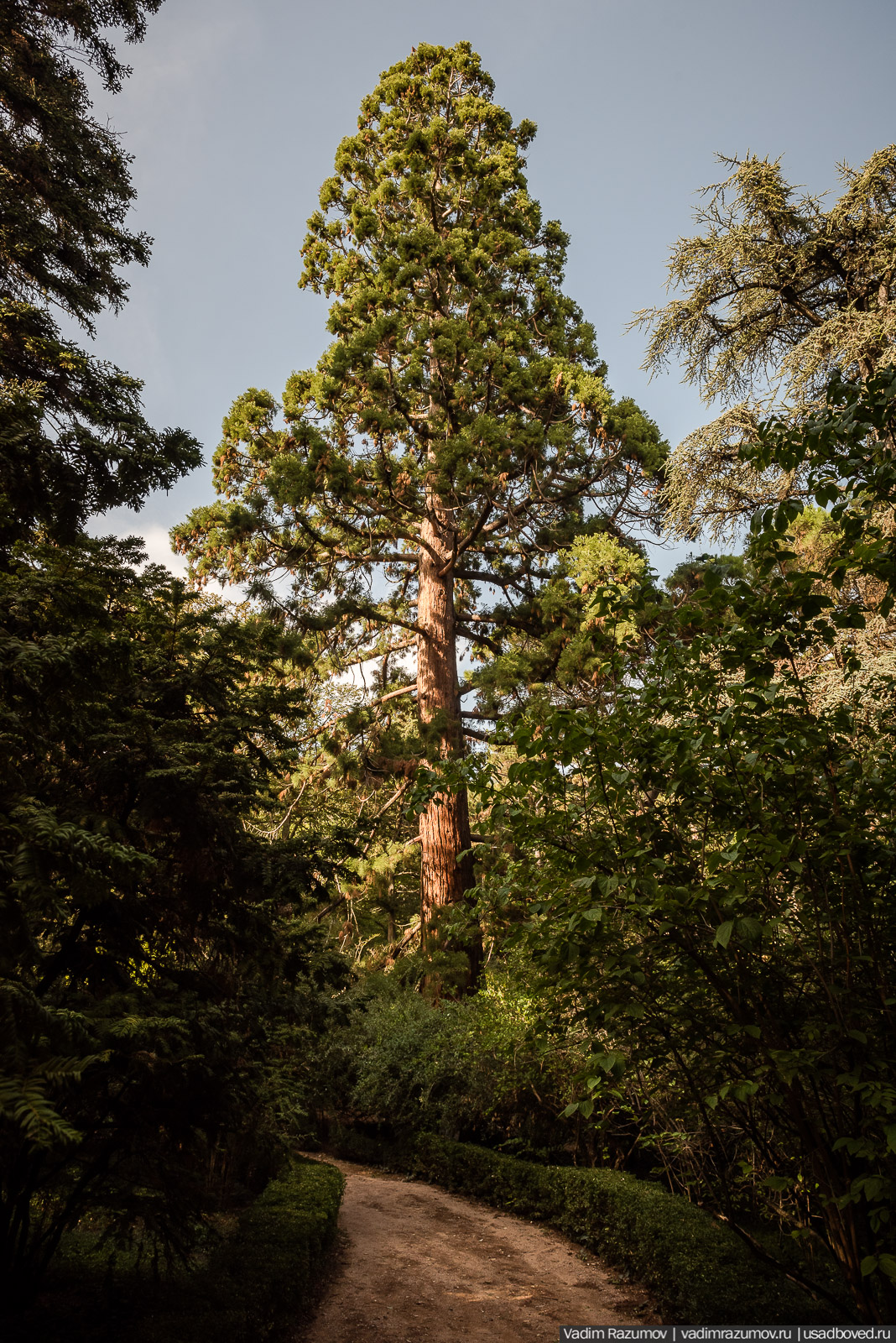 Никитский ботанический сад