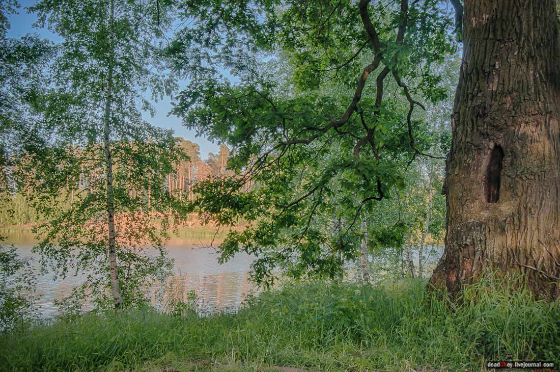 Пейзажный парк в усадьбе Гребнево