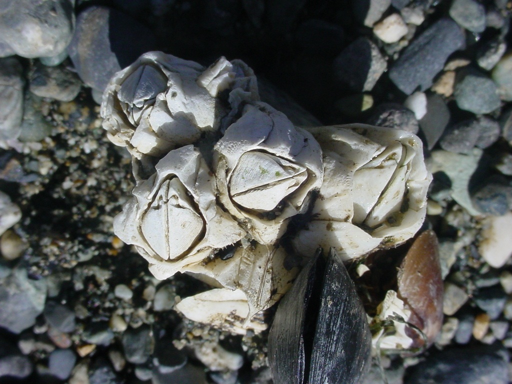 Морские желуди - балянусы желуди, домика, желудей, морских, ножки, жизни, чтобы, рачок, Морские, времени, однако, раковину, способны, очень, усоногих, помощью, головы, образ, животных, морские