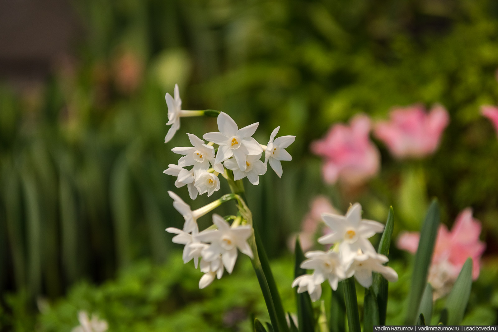 Аптекарский огород, Репетиция весны 2021, цветы, 8 Марта