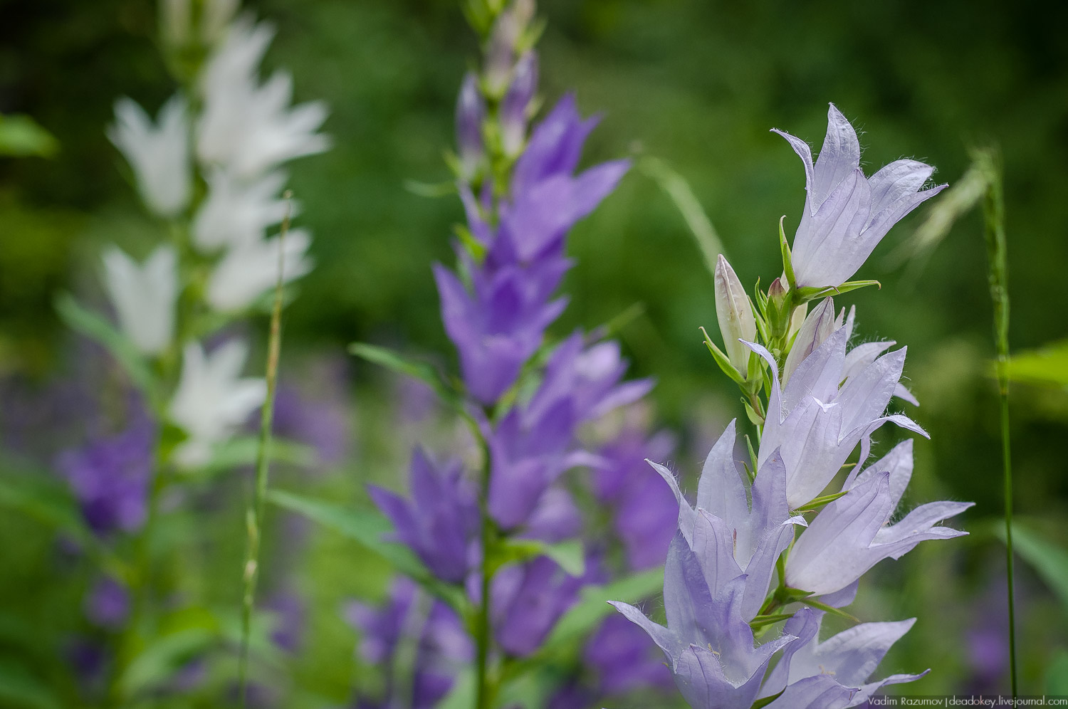 Цветы в усадьбах, поздравление с 8 марта