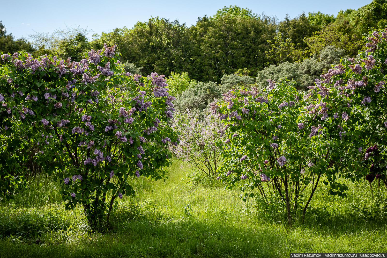 Мещерский дендрарий, ЛОСС, усадьба Барсуково, цветение сирени, Липецкая области