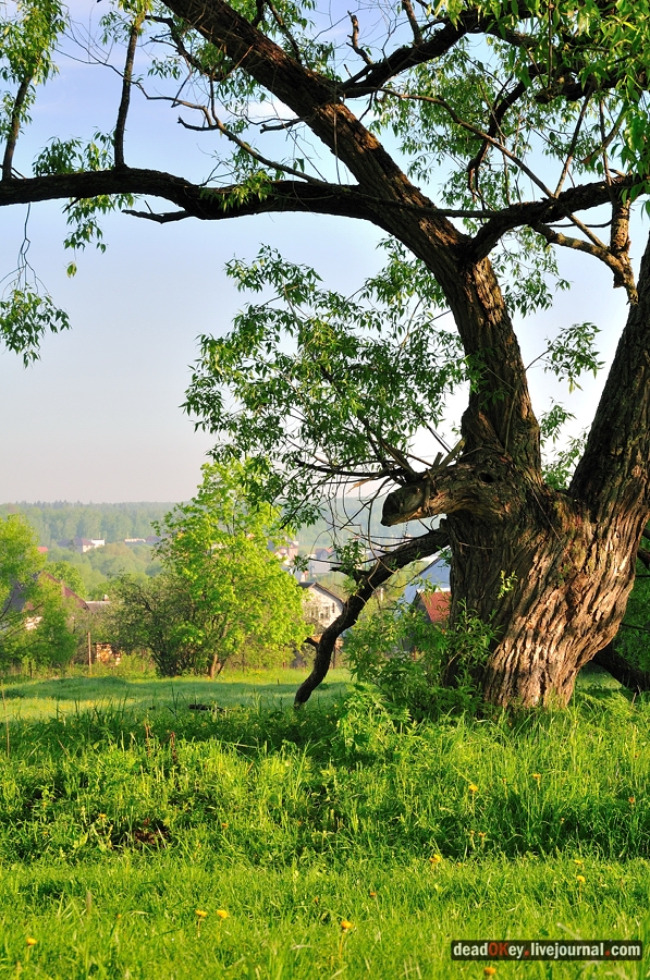 усадьба Прохорово