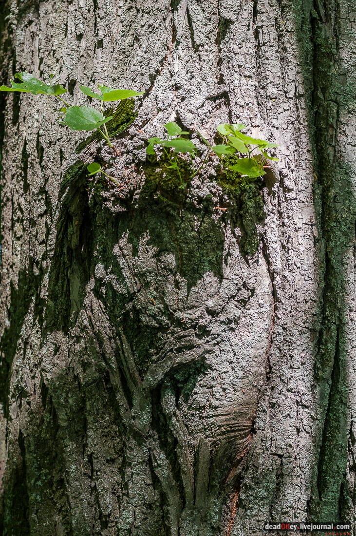 Гаврилов-Ям