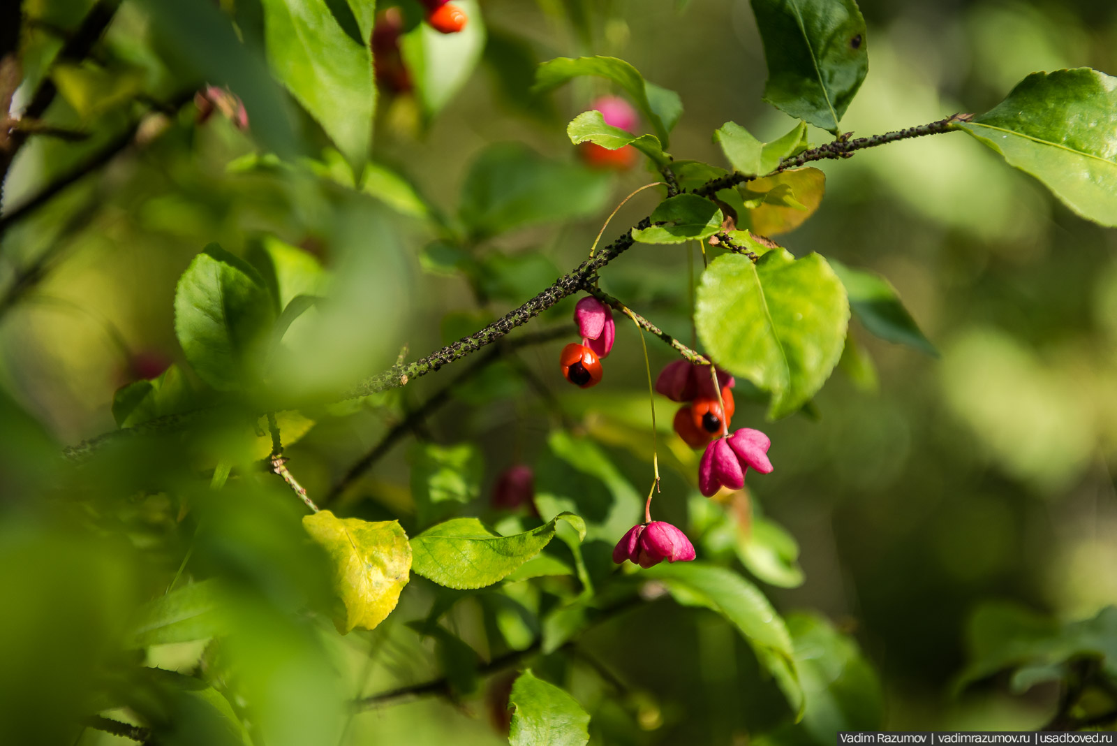 Городище Луковня, Подольское море