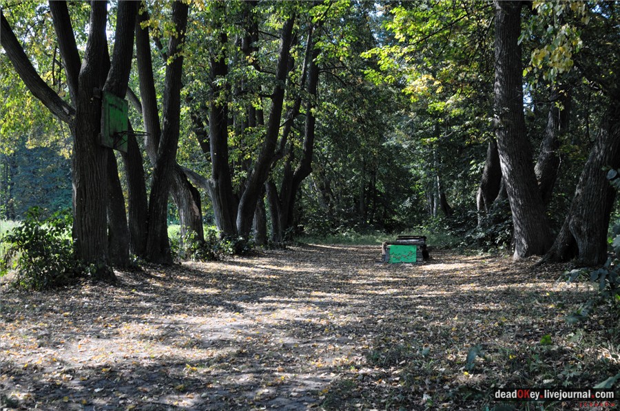 Липовые аллеи в усадьбах