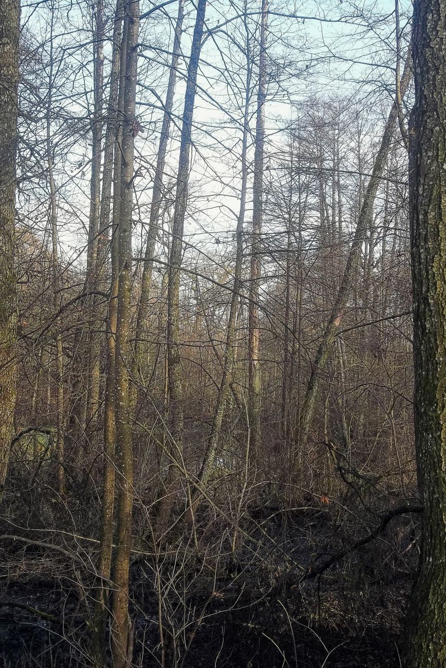 усадьба Кашубинцы