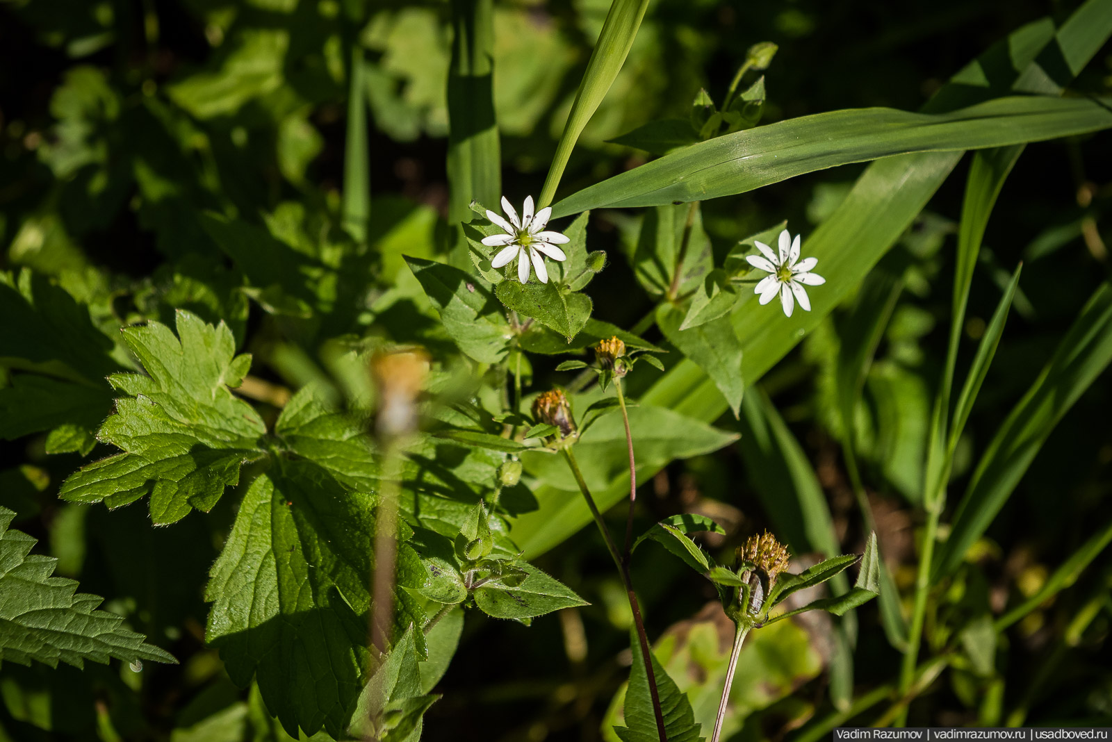 Городище Луковня, Подольское море