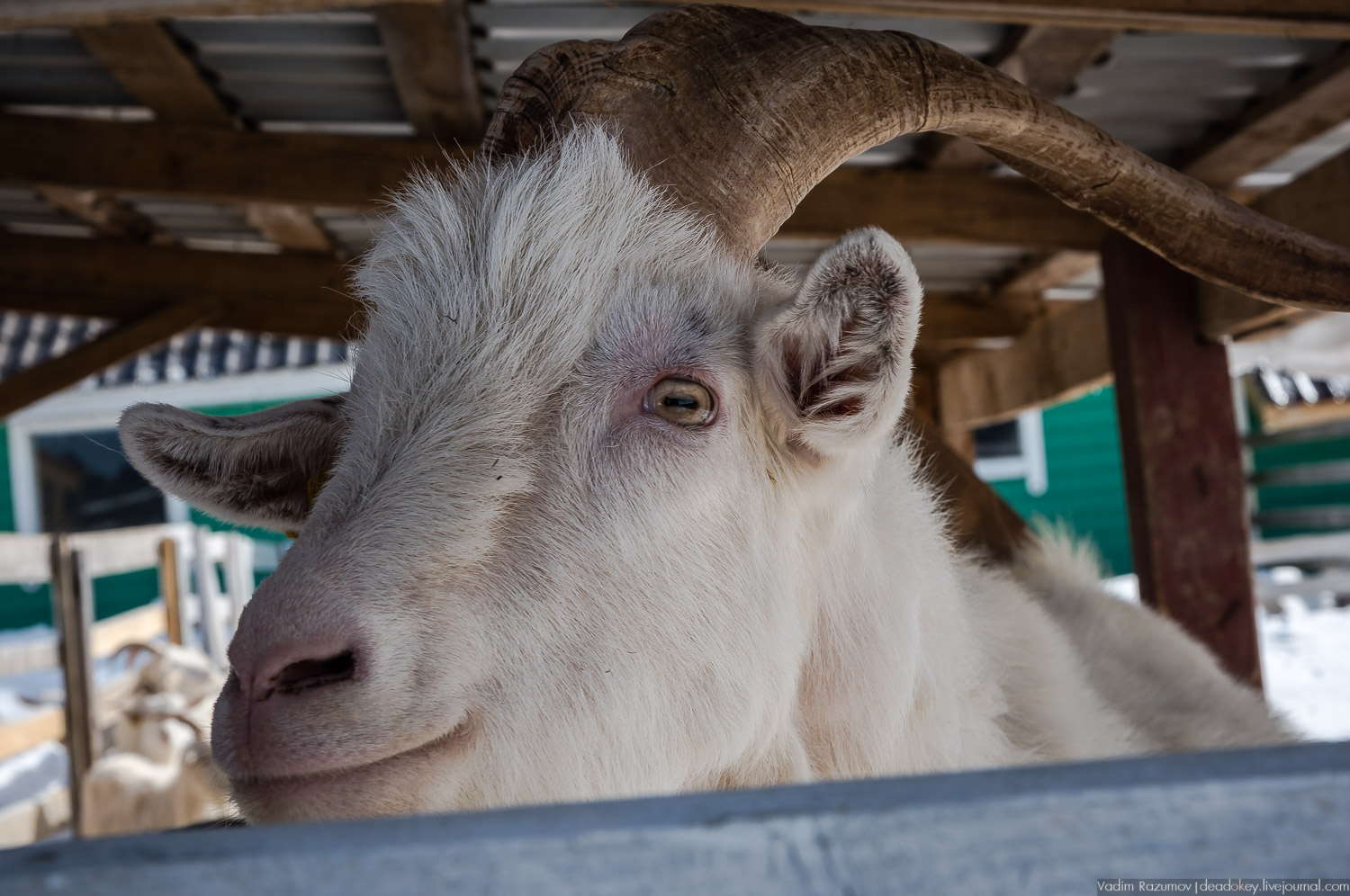 Рузская Аляска, Рузский район Московской области, Экоэлектричка