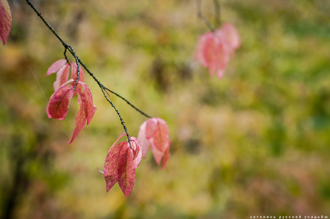 усадьба Ясная Поляна Льва Николаевича Толстого, Тульская область, осенью