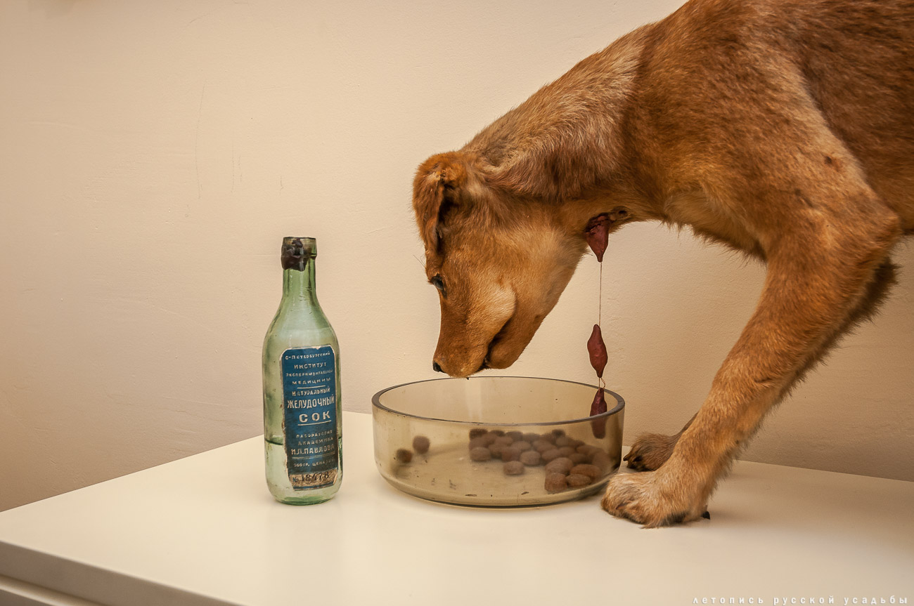 Усадебный экспресс. Рязань. Дом-музей Павлова. Рязанский Кремль.