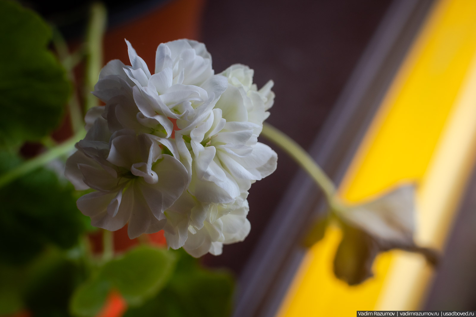 Пеларгония, герань, Вадим Разумов