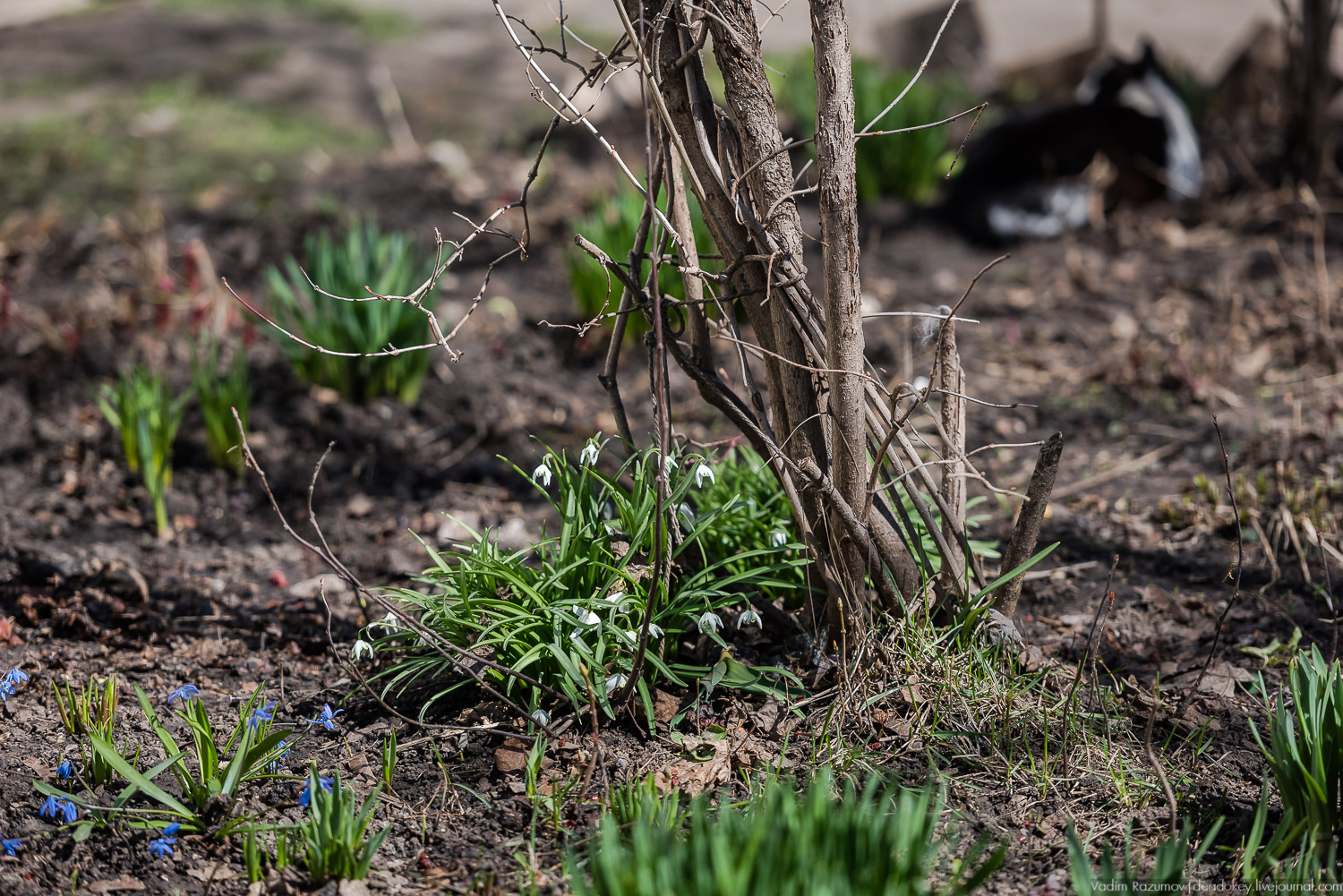 Богородицк, сады горожан