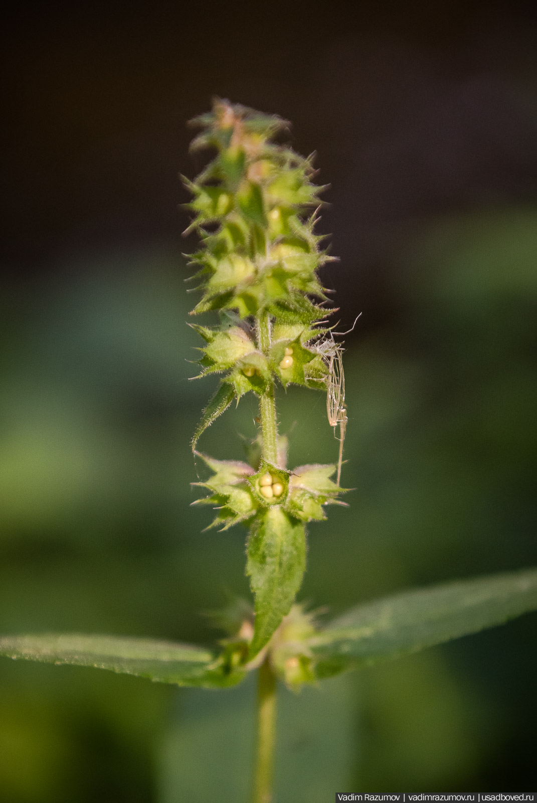 Городище Луковня, Подольское море
