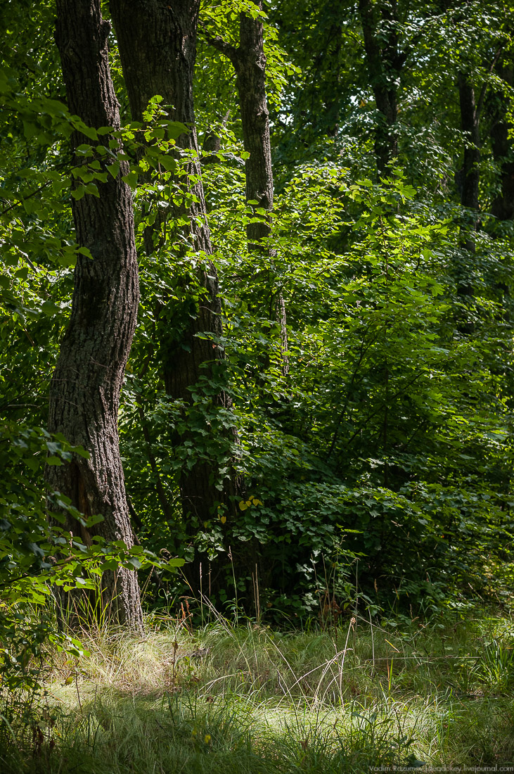усадьба Стегаловка Ведровых