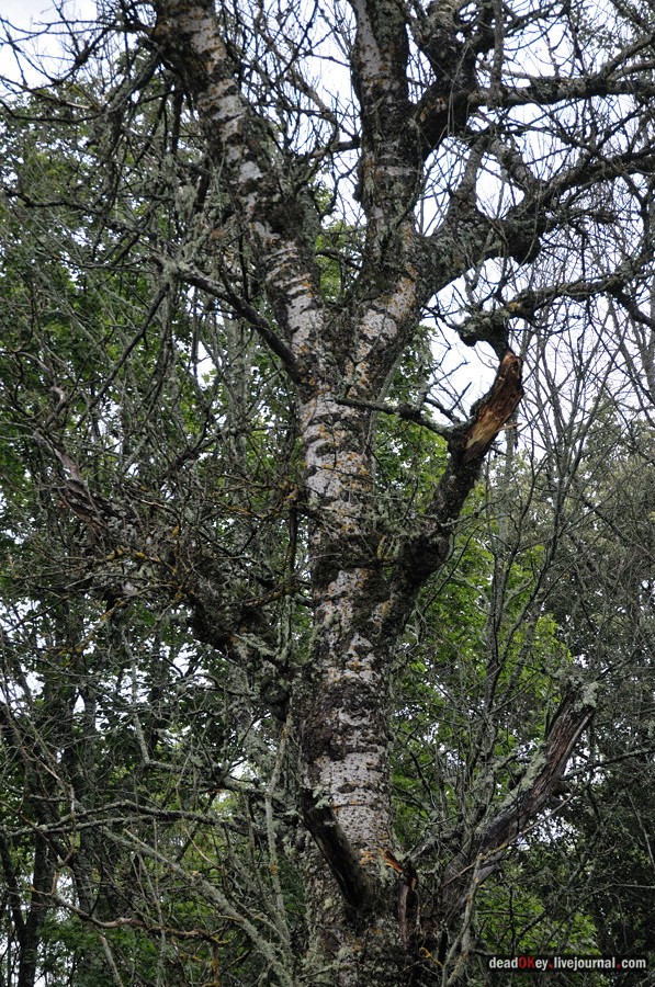 усадьба Верхоляне