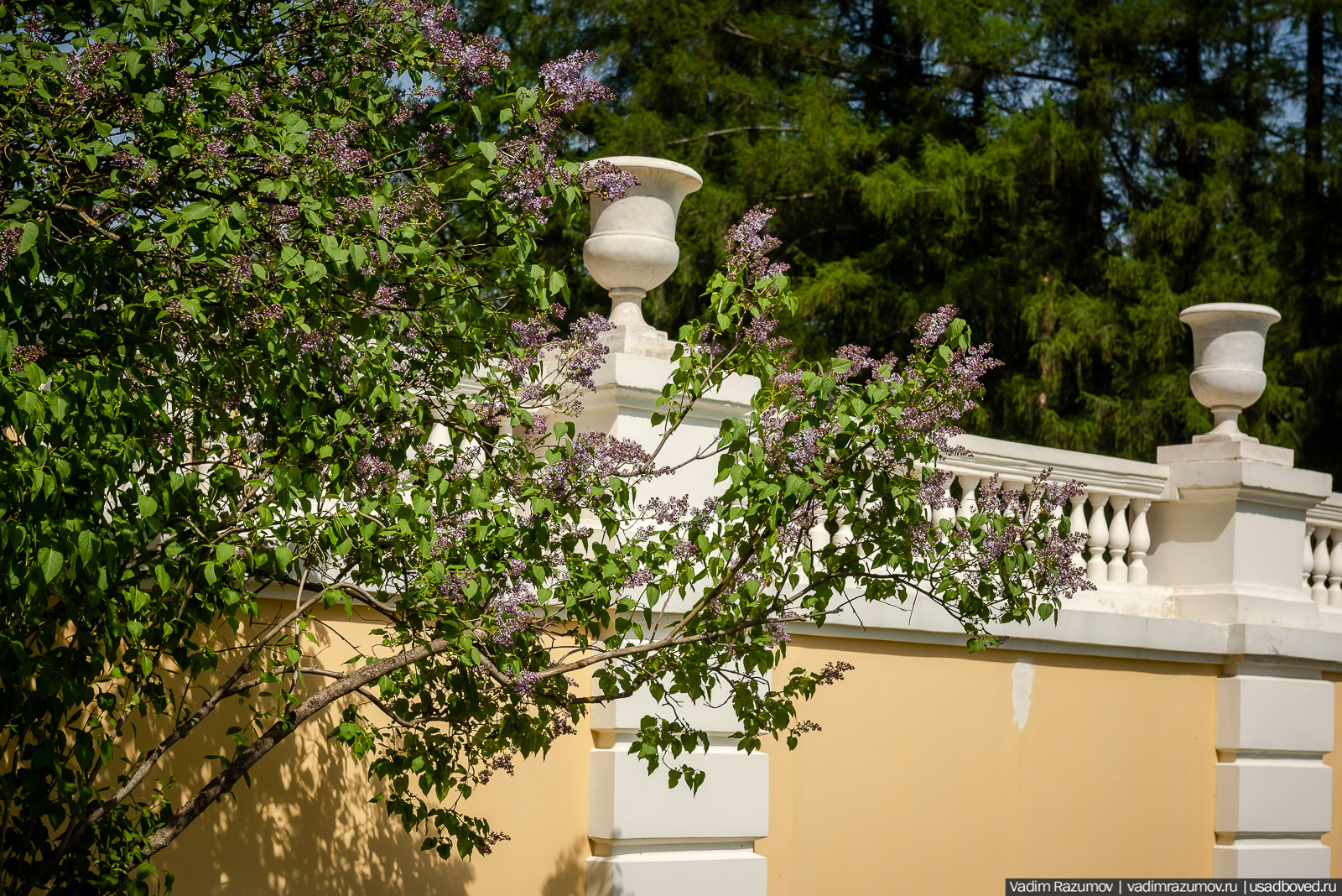 усадьба Архангельское, весна, май 2021