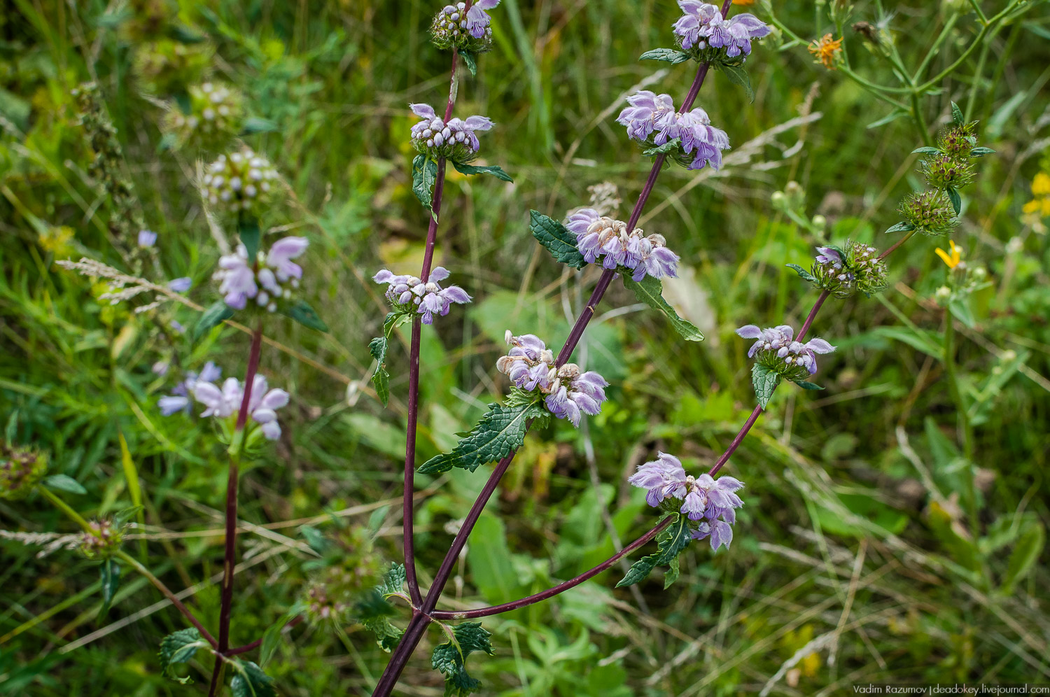 Гремячка, Рязанка, Урусово - тропа Семенова-Тян-Шанского