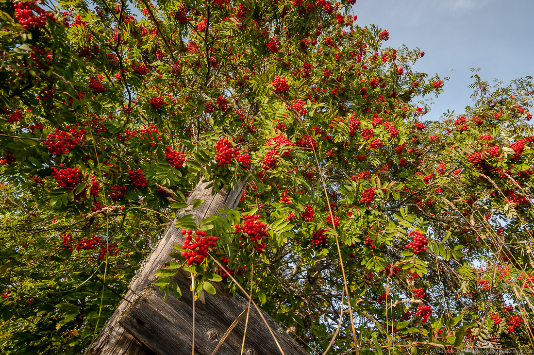 дер. Кучепалда, Архангельская обл.