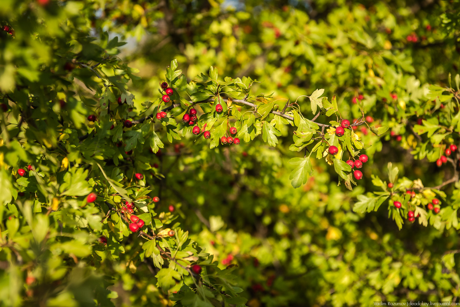 усадьба Полибино, Липецкая область, Усадебные волонтеры 21 сентября 2019 года
