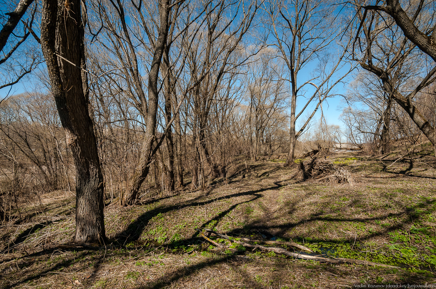 Богородицк, Церерина роща