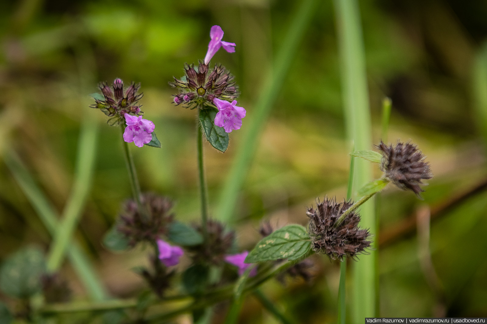 Городище Луковня, Подольское море