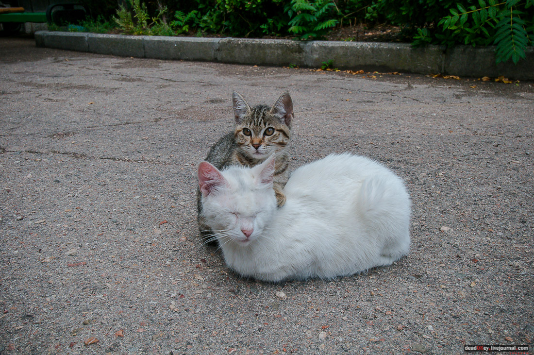 усадьба дворец Дюльбер великого князя Петра Николаевича