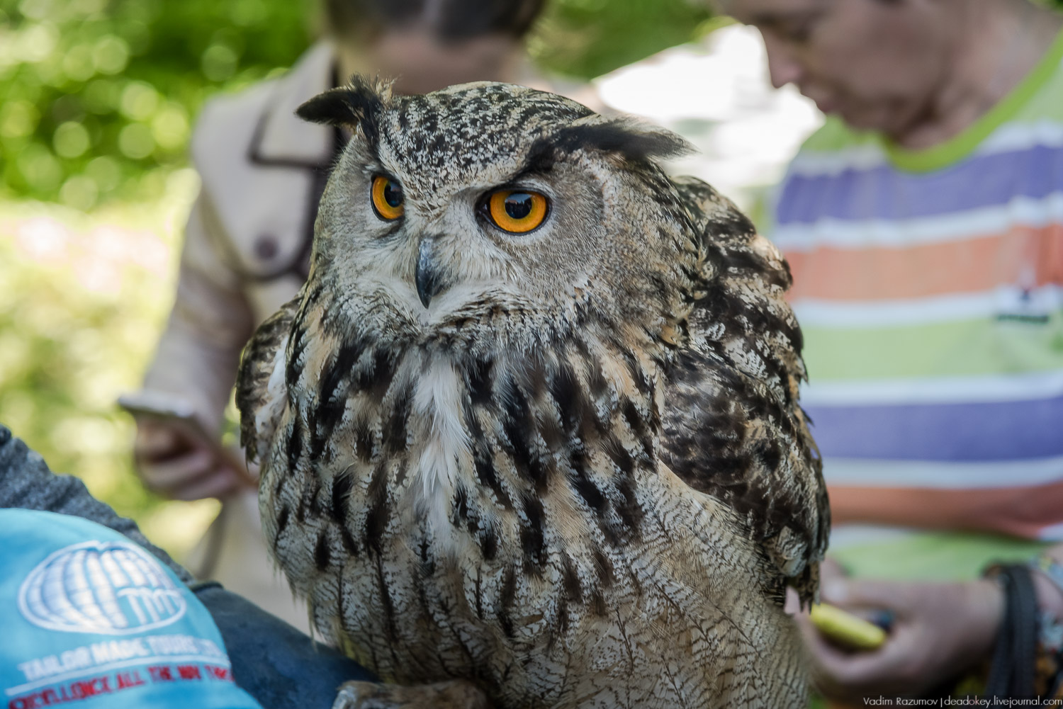 Экоэлектричка. Совиный фестиваль