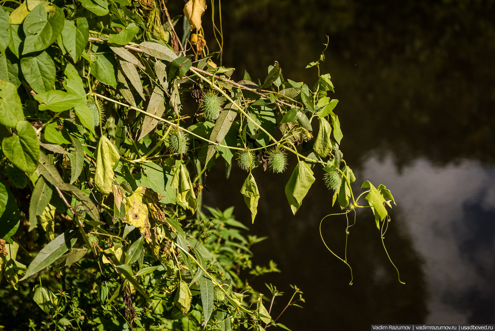Городище Луковня, Подольское море