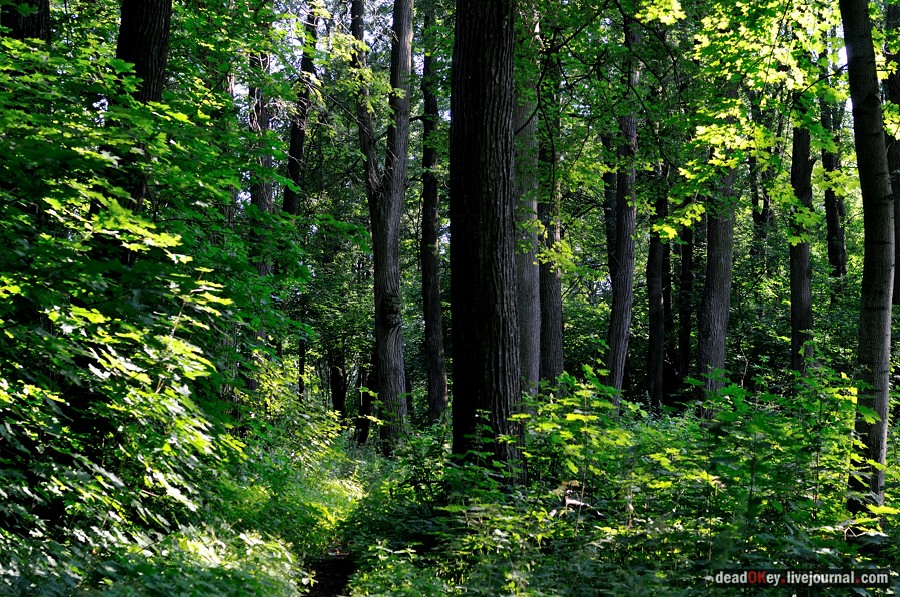усадьба Шишкино
