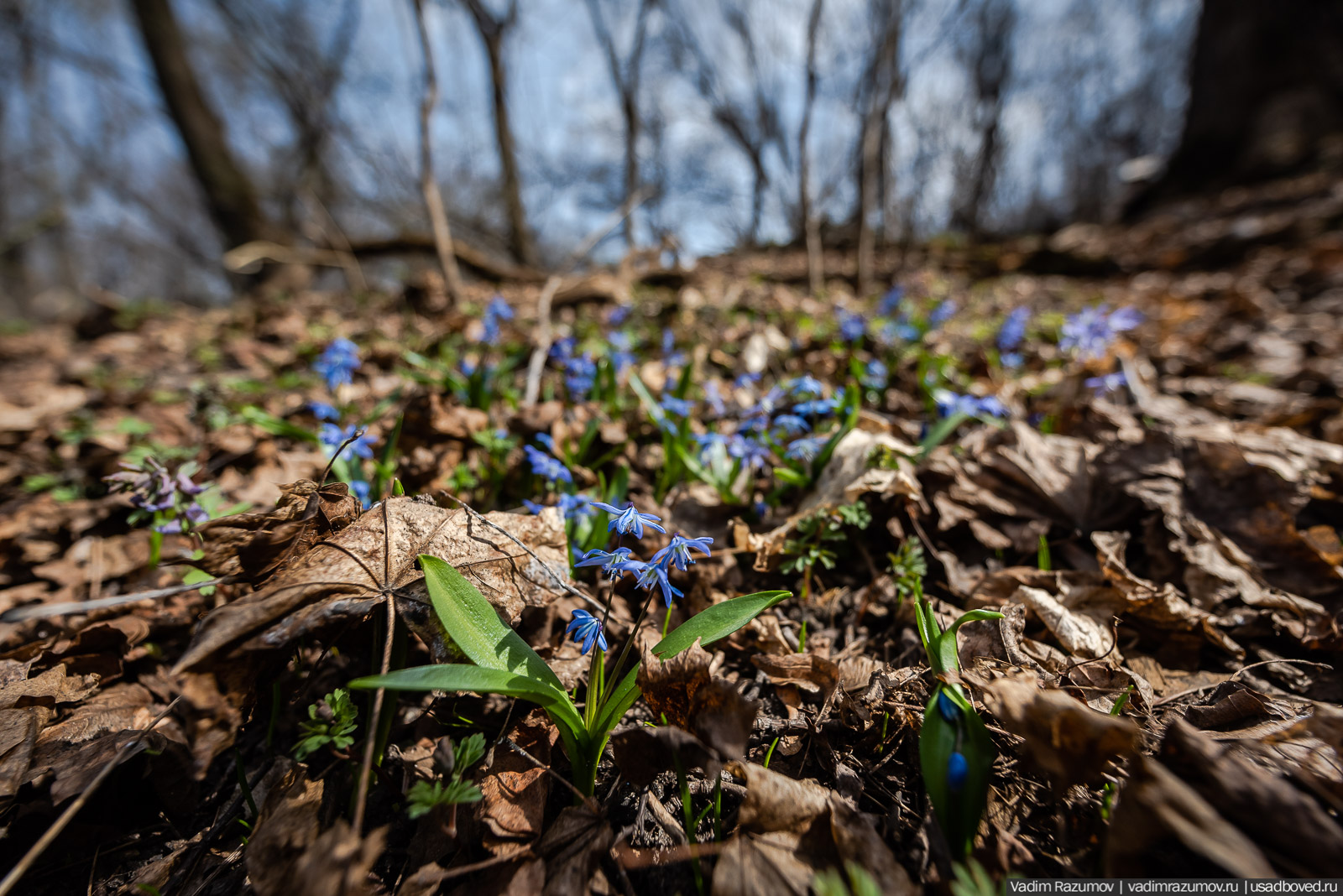 усадьба Шаталовка весной 2021 года, Липецкая область, Елец