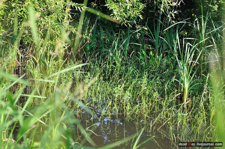 усадьба Клины