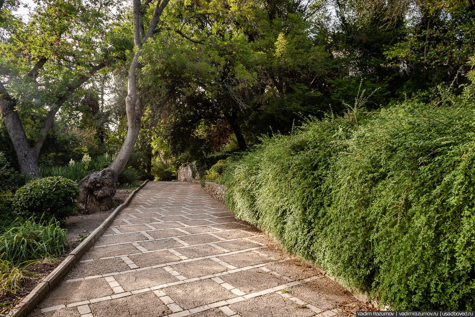 Никитский ботанический сад