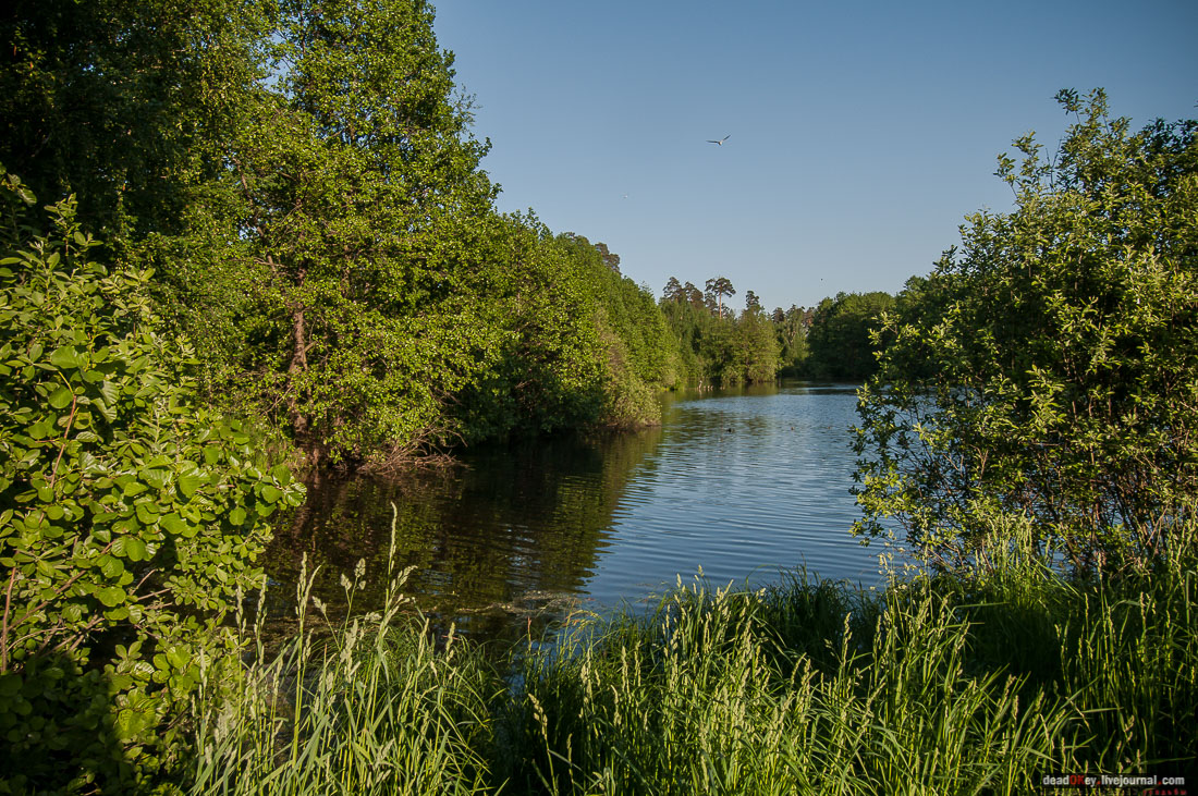 Пейзажный парк в усадьбе Гребнево