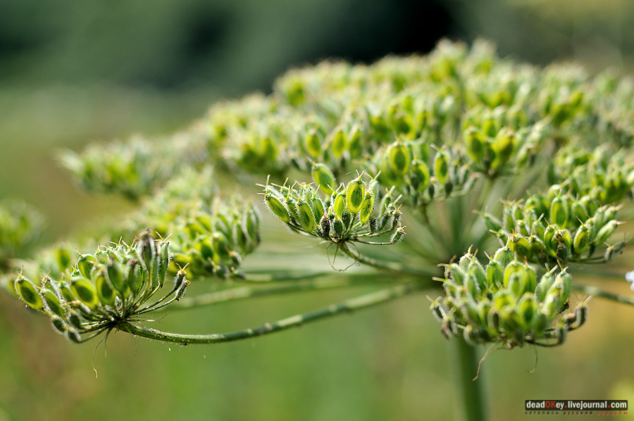 усадьба Матыра