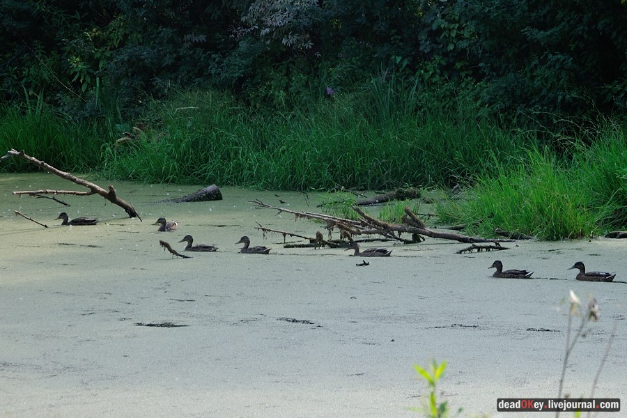 усадьба Пронино
