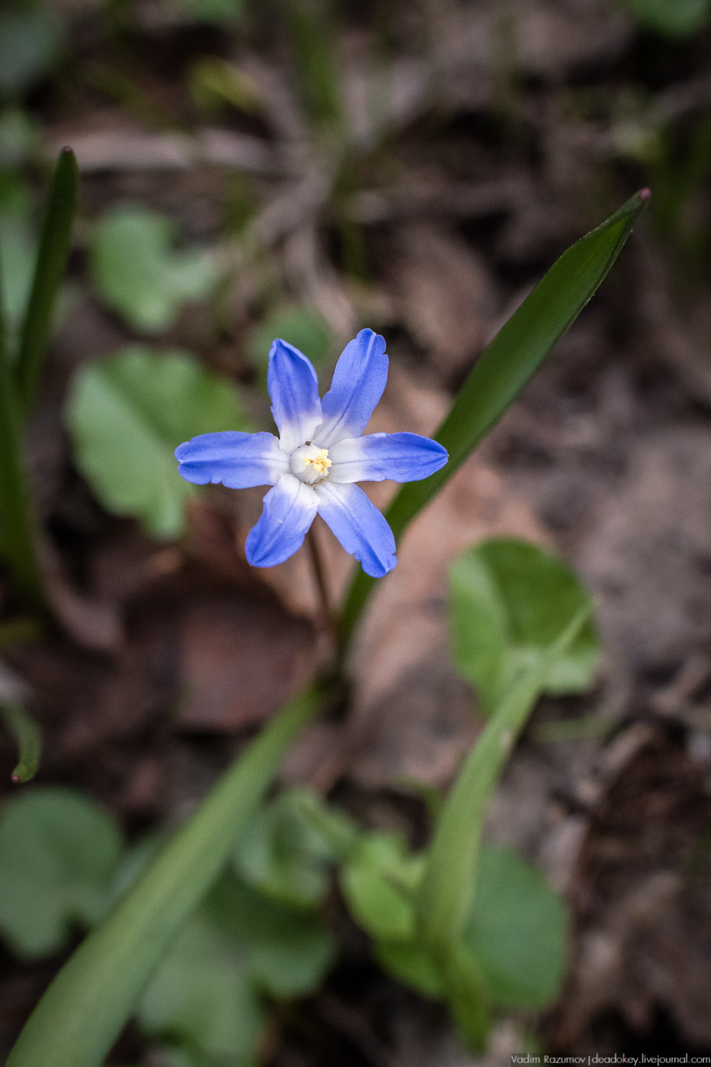 Продснежники в Аптекарском огороде