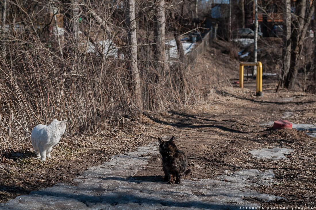 усадьба Комягино