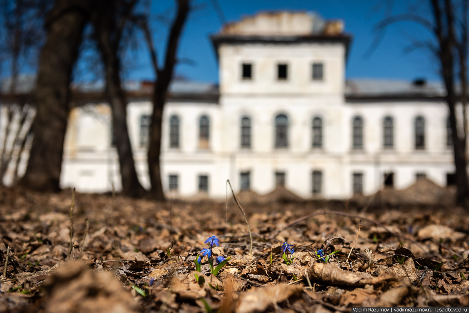 Пролески в усадьбе Репец, Задонский район, Липецкая область