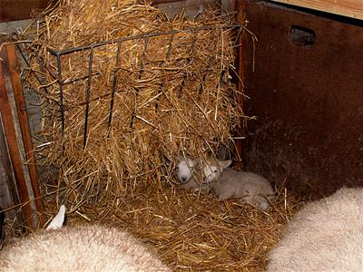 the twin lambs the twin lambs