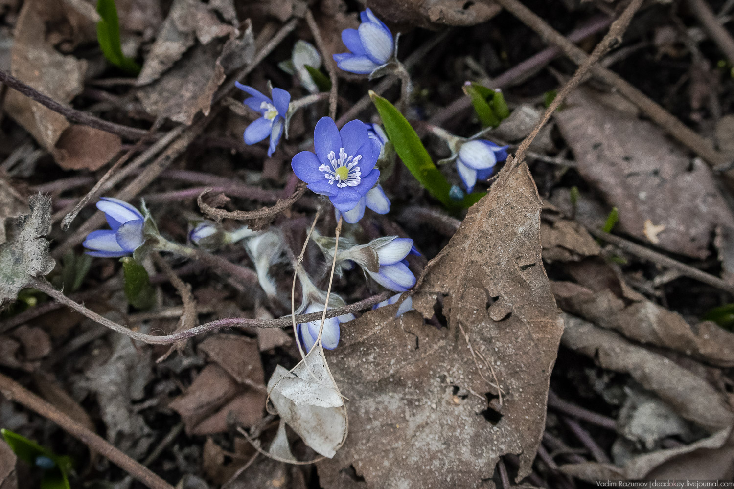 Продснежники в Аптекарском огороде