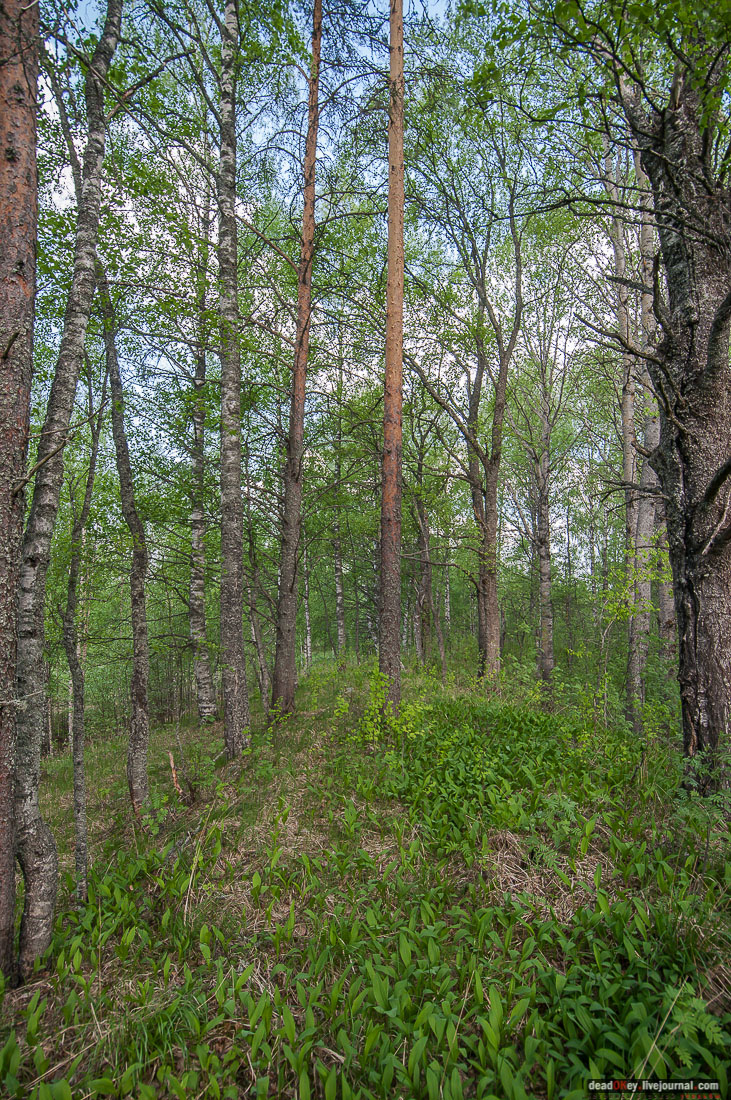 заброшенная деревня Сяпчозеро, Карелия, Кондопожский район